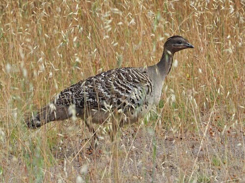 Malleefowl