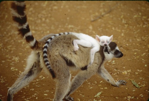 Ring-tailed Lemur