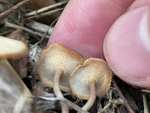 Spring Polypore