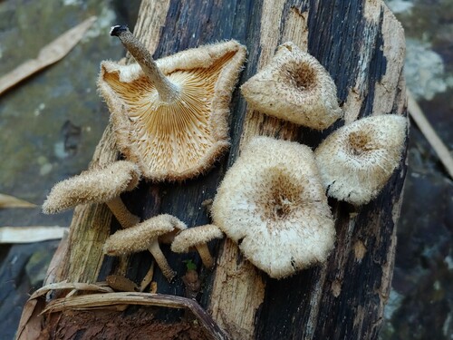 Fringed sawgill
