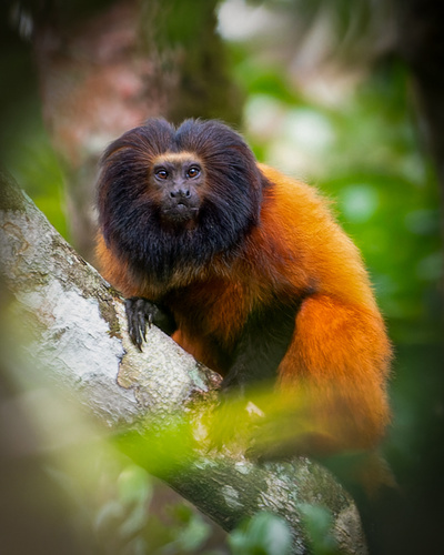 Black-faced Lion Tamarin