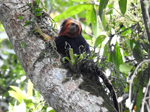 Golden-headed Lion Tamarin