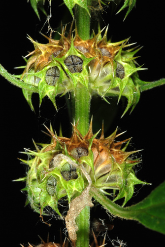 Common motherwort