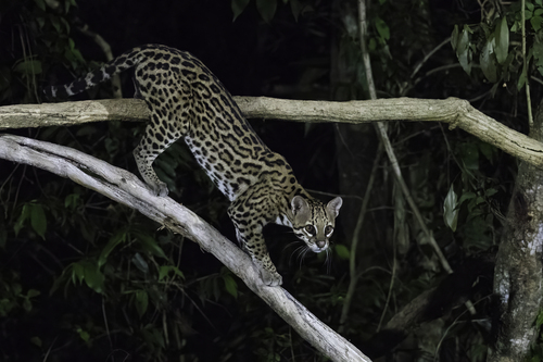 Ocelot