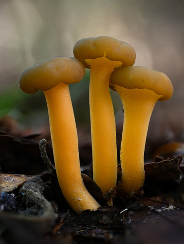 Ochre Jelly Club