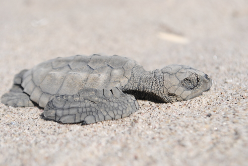 Kemp's Ridley Sea Turtle