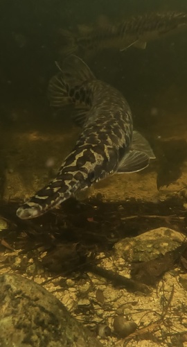 Florida Gar