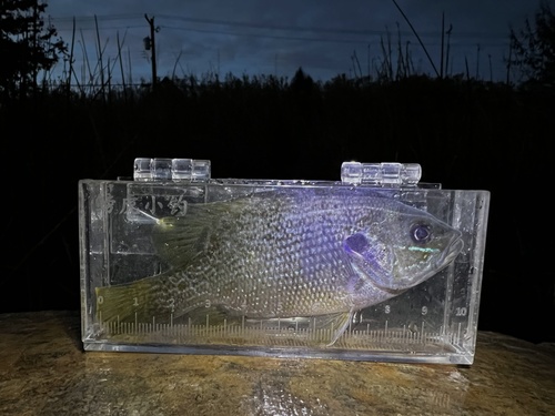 Green Sunfish