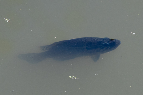 Warmouth