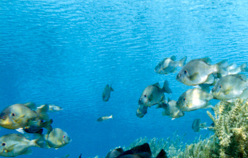 Redear Sunfish