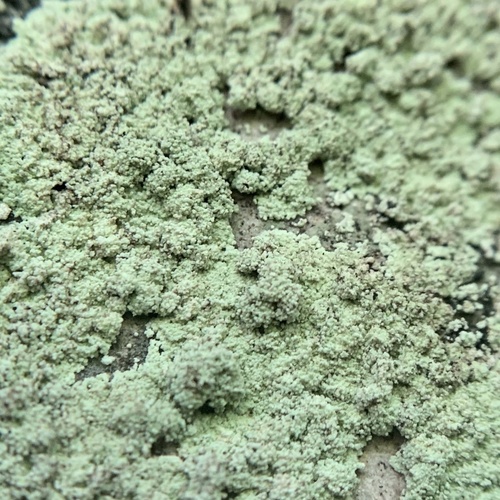 Fluffy Dust Lichen