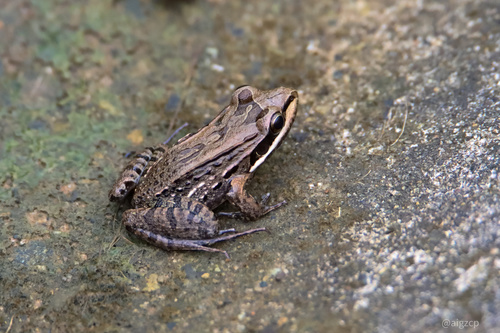 Mexican White-lipped Frog