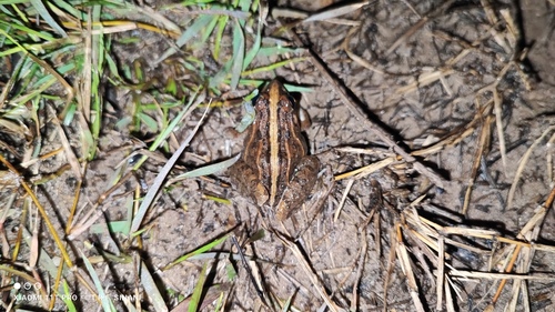 Whistling Grass Frog