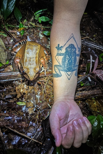 Smoky Jungle Frog