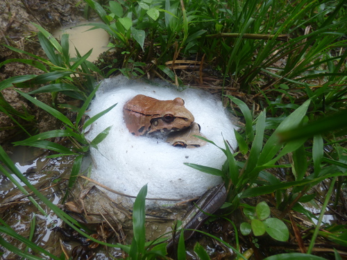 Savage's Thin-toed Frog