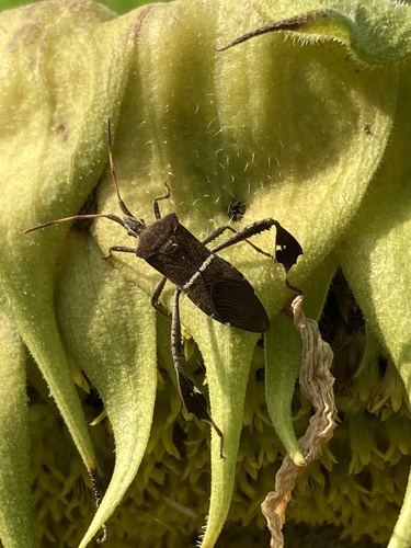 Eastern Leaf-footed Bug