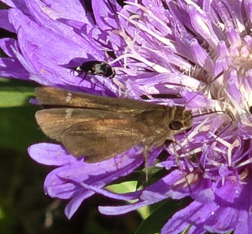 Clouded Skipper