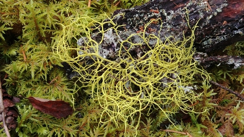 Wolf lichen