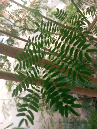 White leadtree
