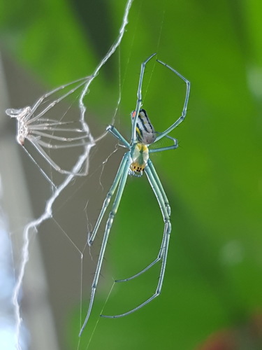Mabel Orchard Orbweaver