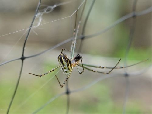Silver Orb Spider