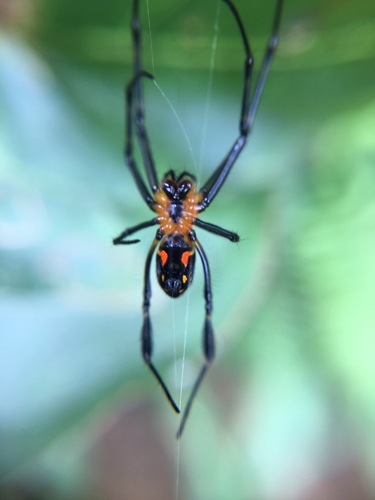 Orange-and-black Pear Spider