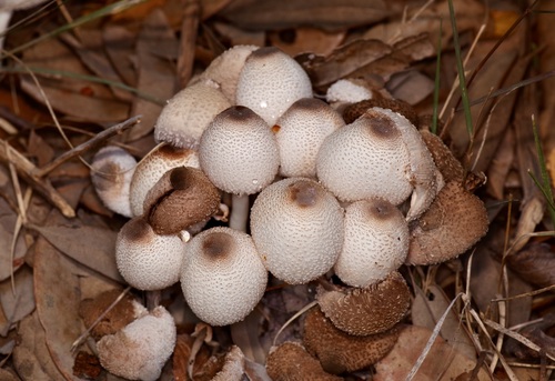 Onion-stalk parasol