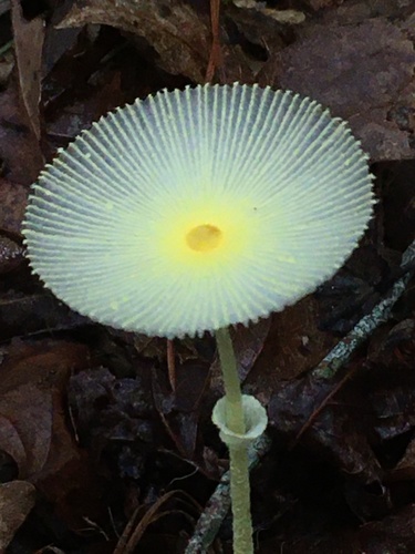 Fragile Dapperling