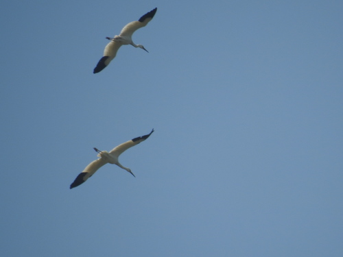 Siberian Crane