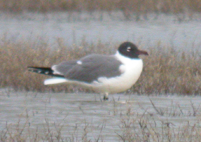 Laughing Gull