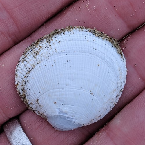 Pacific Littleneck Clam