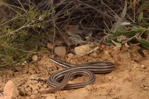 Burton's Legless Lizard