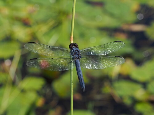 Slaty Skimmer