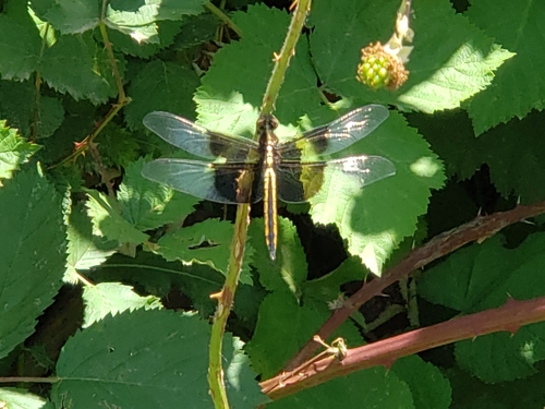 Widow Skimmer