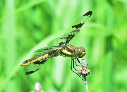 Twelve-spotted Skimmer