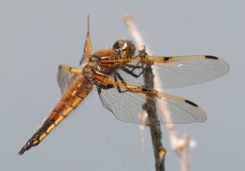 Four-spotted Skimmer