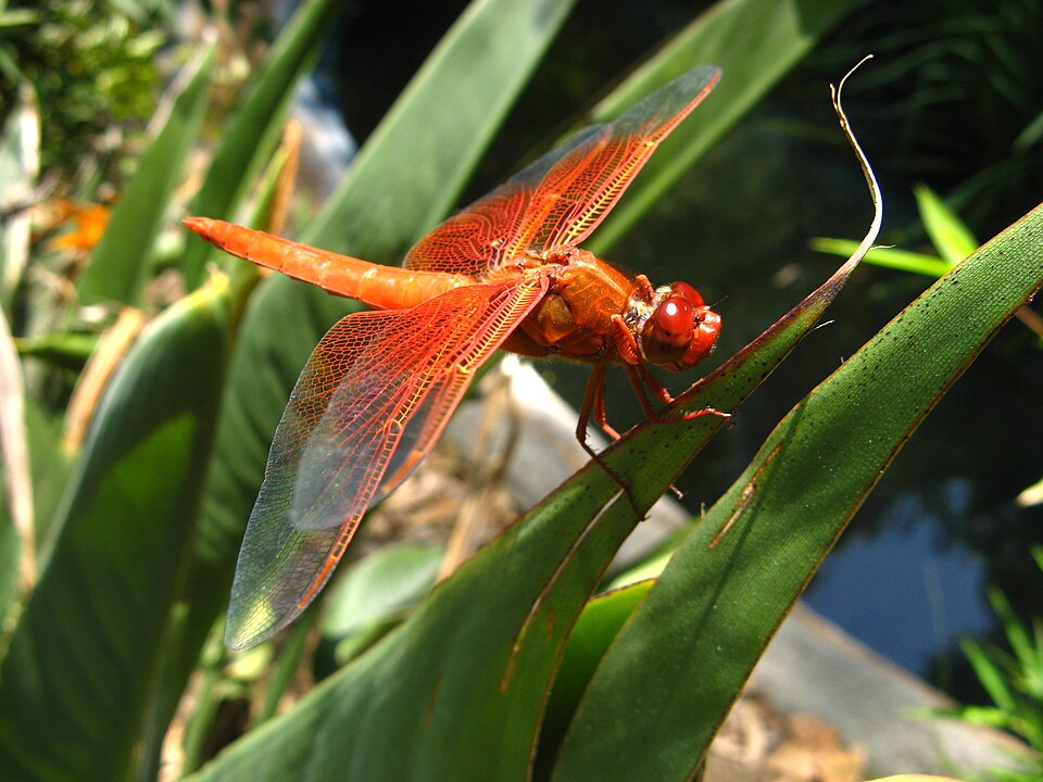 Flame Skimmer