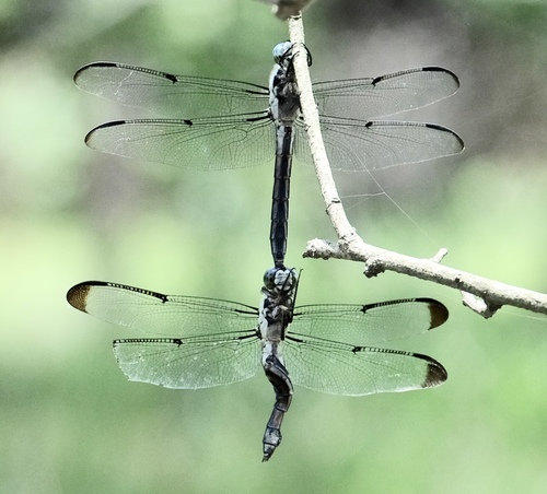 Great Blue Skimmer