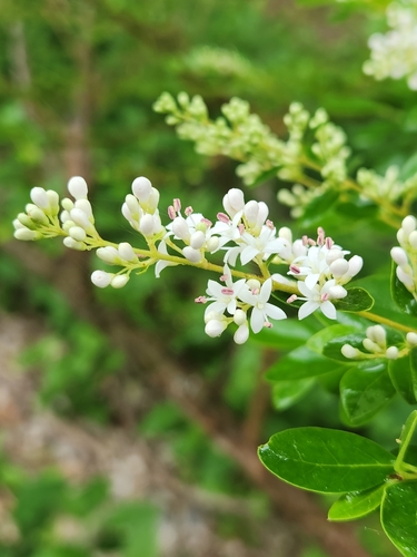 Chinese privet
