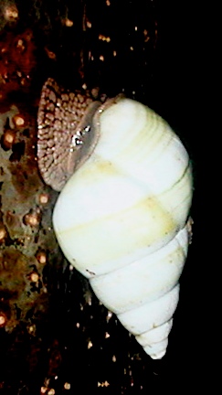 Florida Tree Snail