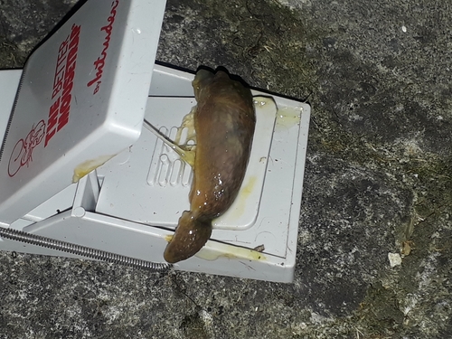 Yellow Cellar Slug