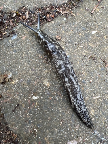 Green Cellar Slug