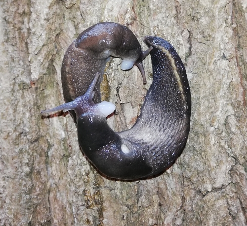 Ash-black Slug