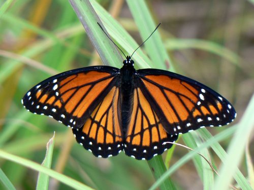 Viceroy