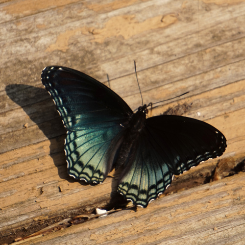 Red-spotted Admiral