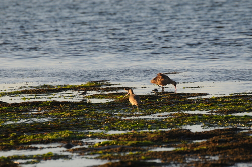 Marbled Godwit