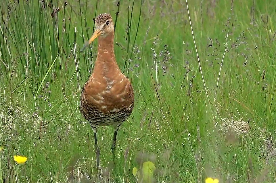 Black-tailed Godwit