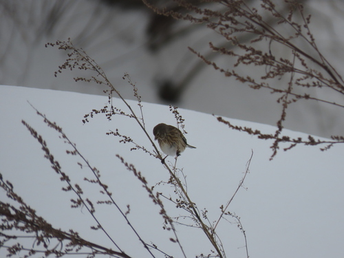 Eurasian Linnet