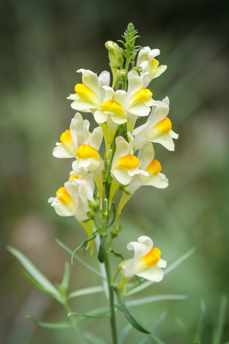 Common toadflax