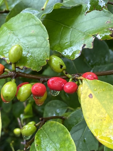 Northern spicebush